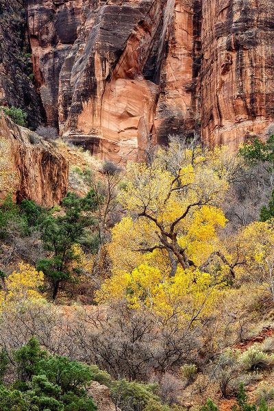 Utah-Zion National Park-Autumn color high above the canyon